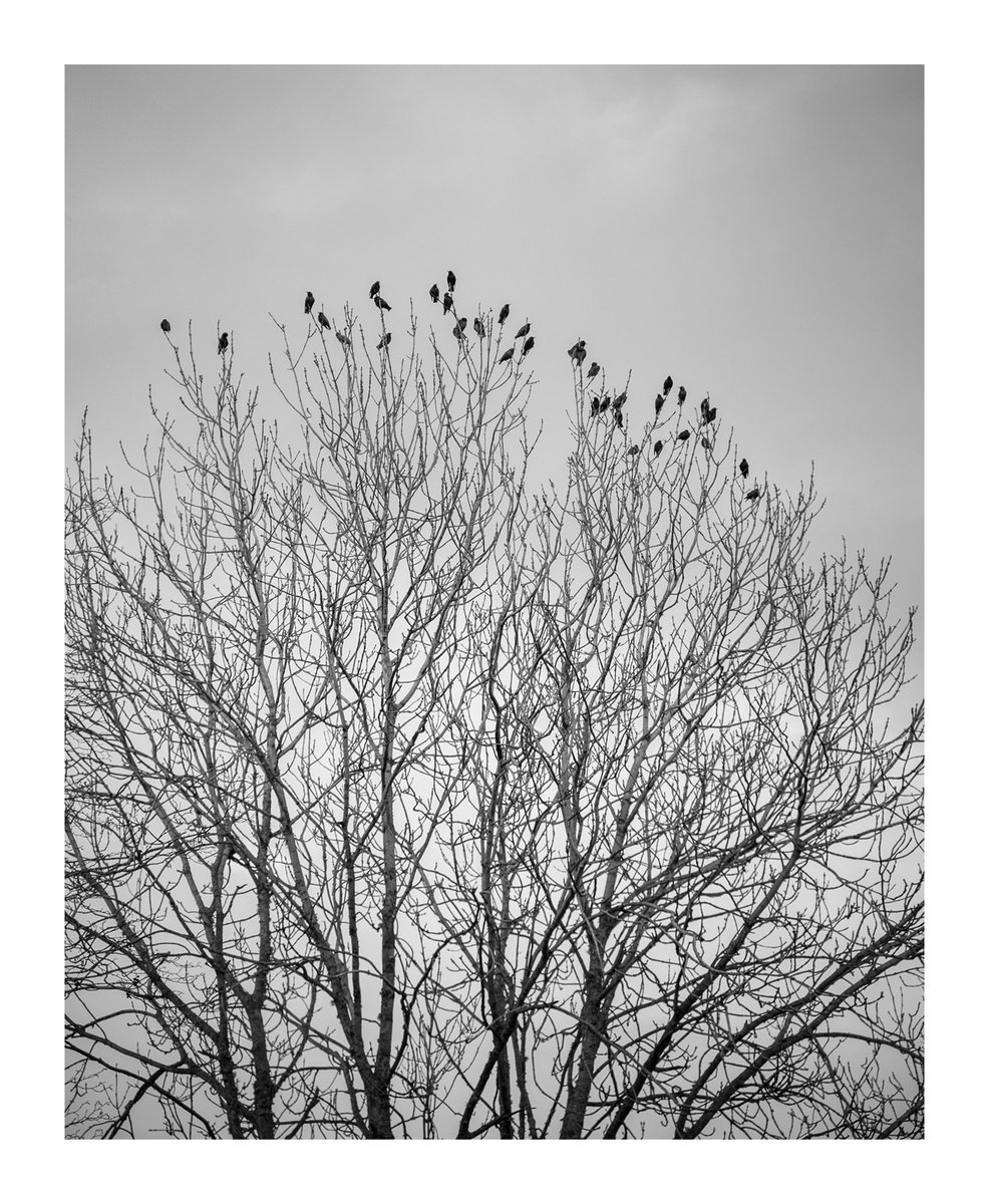 Jackdaws I by David Baker