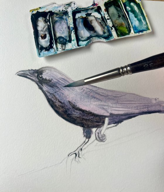 Crow Study