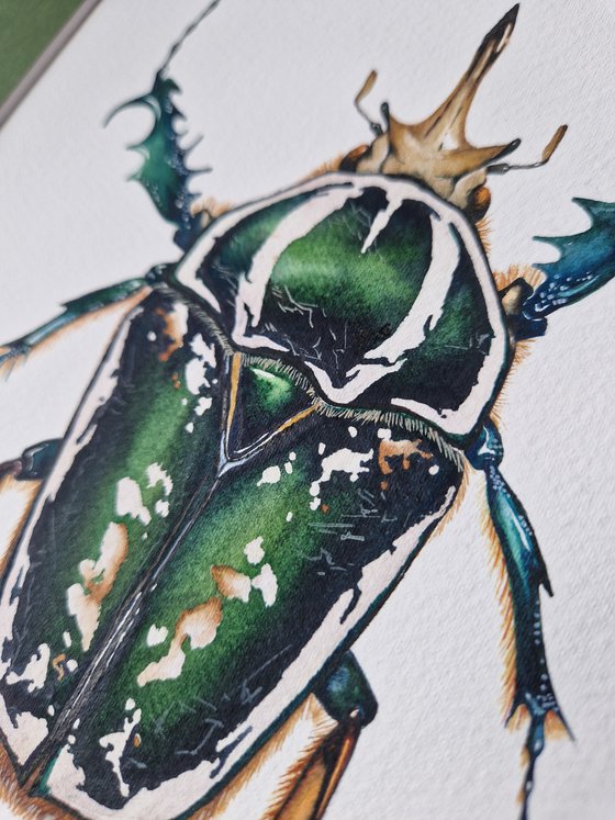 Mecynorhina torquata ugandensis, the Giant African Flower Beetle