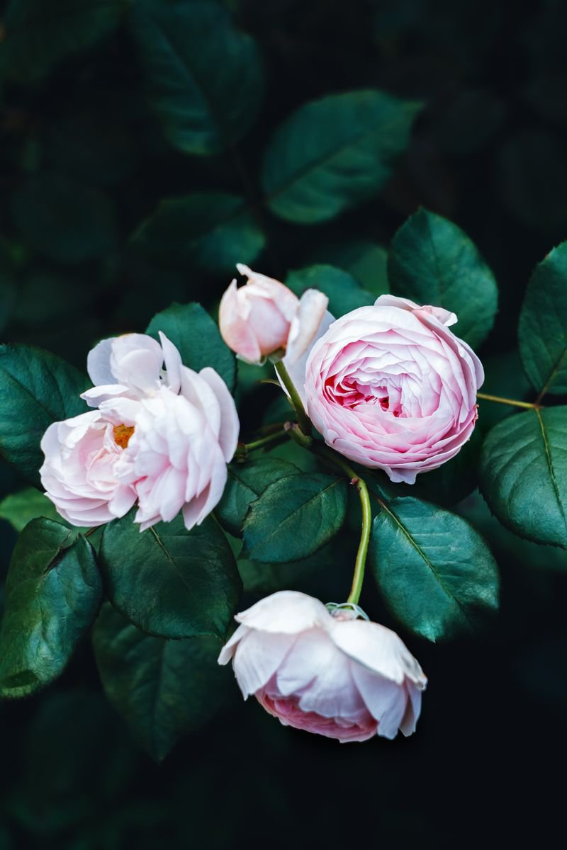 Pink Roses. vertical by Yuliya Ivanova