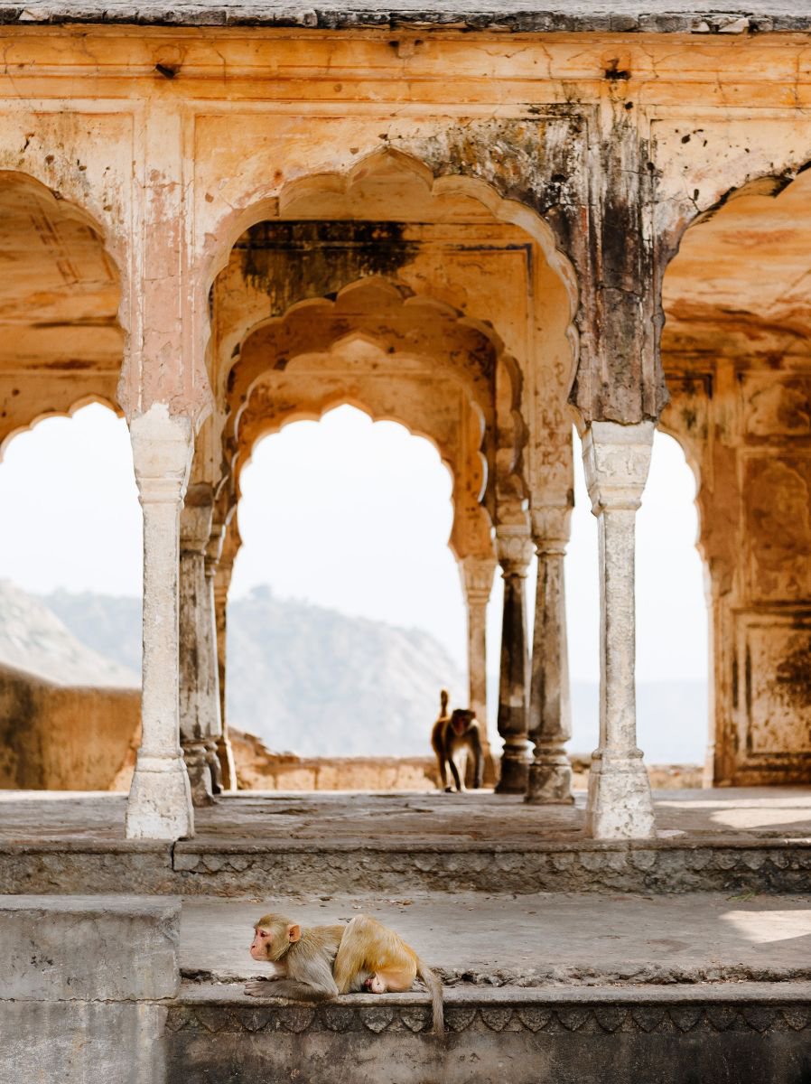 Photorealistic Animal Photograph By Tom Hanslien, 60 X 80", Monkeys In Temple Ruin, Jaipur, Original Artwork