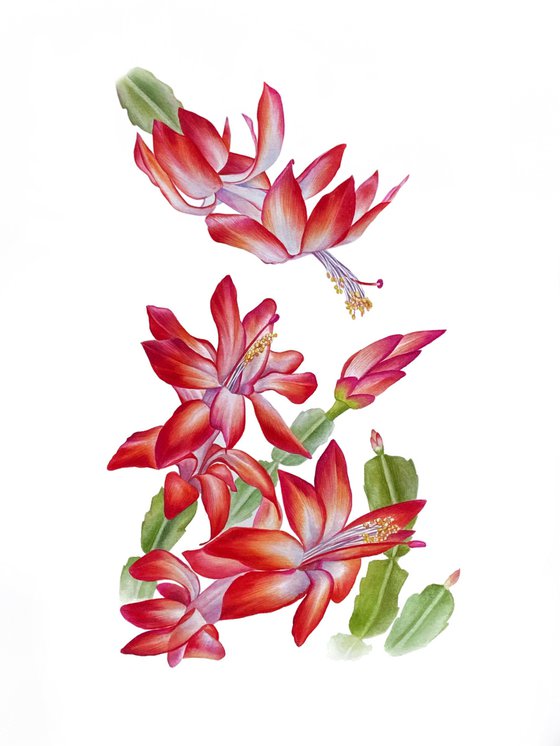 Christmas cactus Schlumbergera red flowers botanical illustration