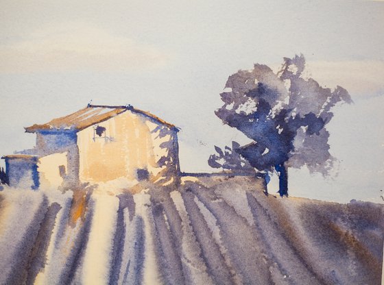 Lavender field in Provence