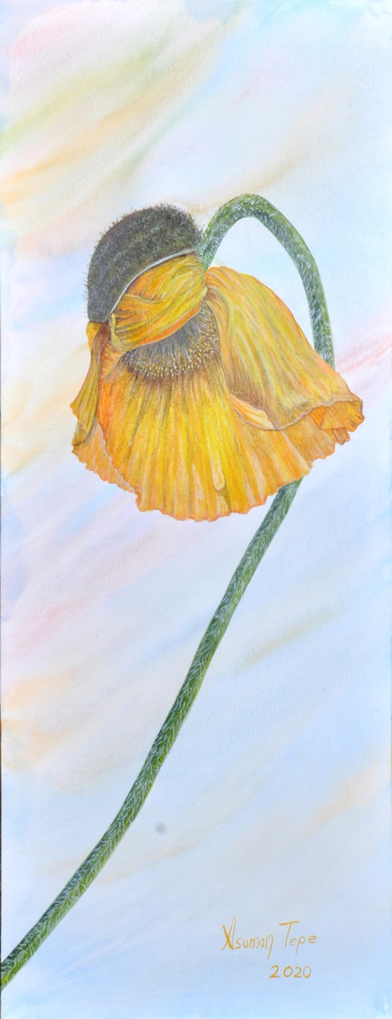 A yellow poppy bud flowering