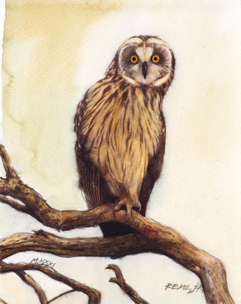 BIRD CLXII - Owl by REME Jr.