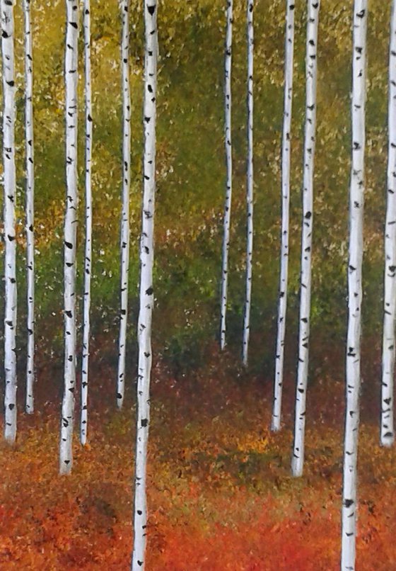 Autumnal Silver Birch Trees