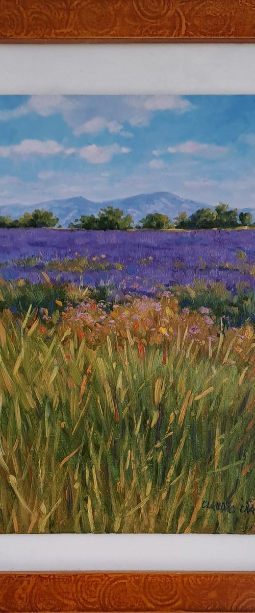 Fields of lavander by Claudio Ciardi