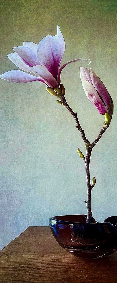 MAGNOLIA STEM by SARAH PARSONS