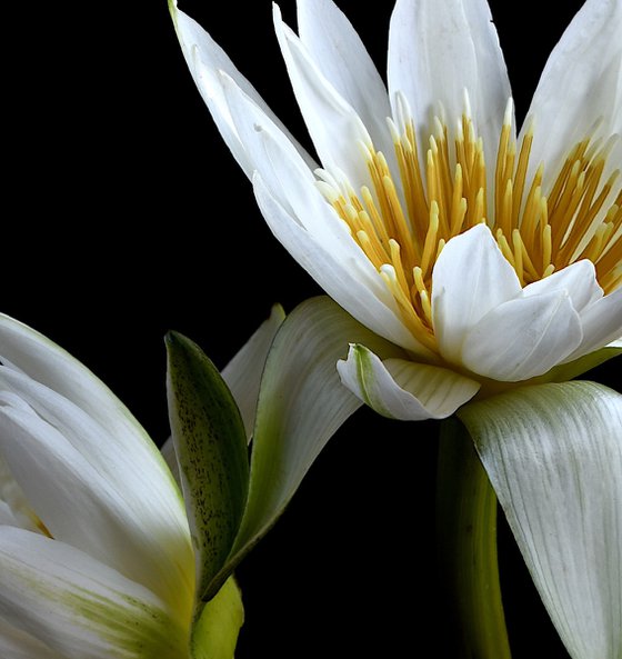 Water Lilies