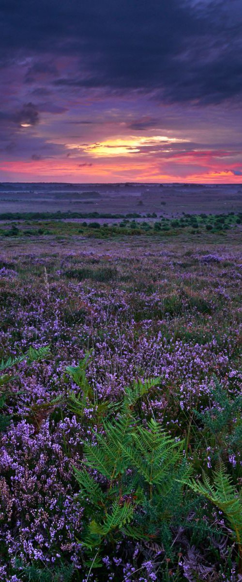 Heather at White Moor by Baxter Bradford