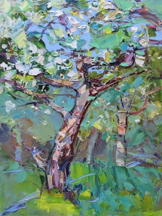 Apple tree blossom