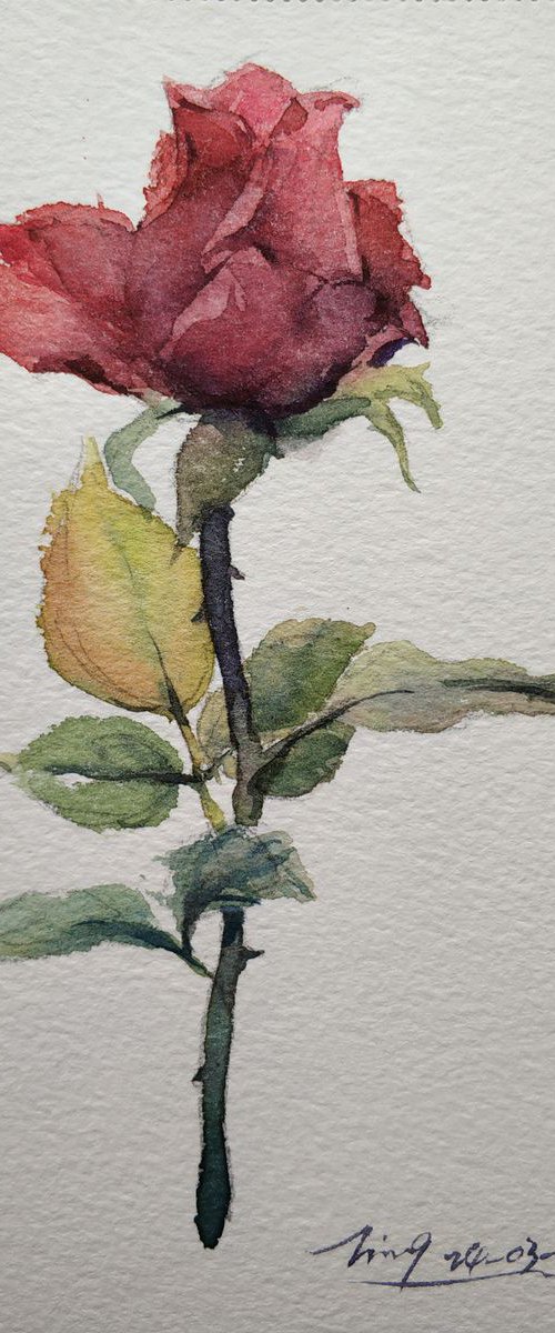 Rose 6 by Jing Chen