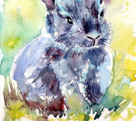 Gray rabbit