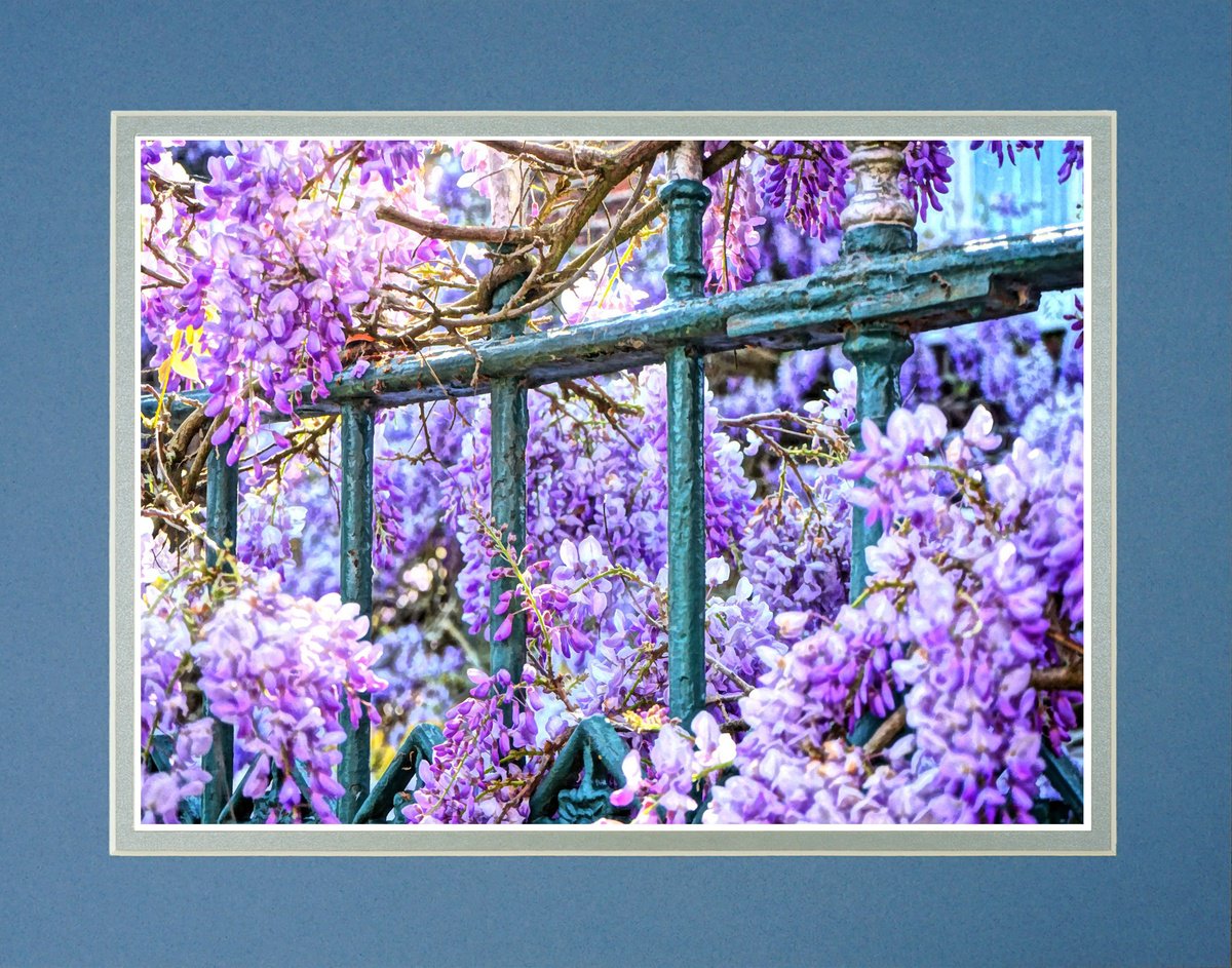 Wisteria weaving around wrought iron Photograph by Robin Clarke Artfinder