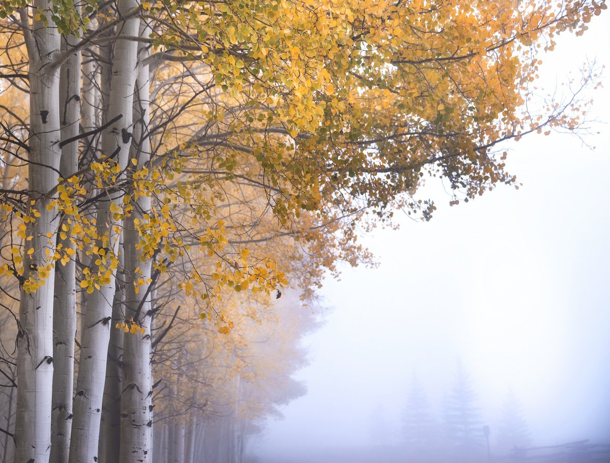 Foggy Autumn Aspens by Emily Kent