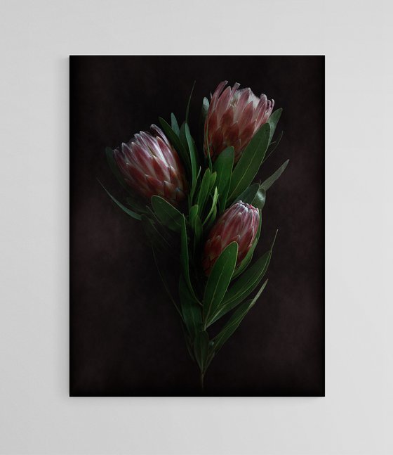 Dusty Pink Proteas