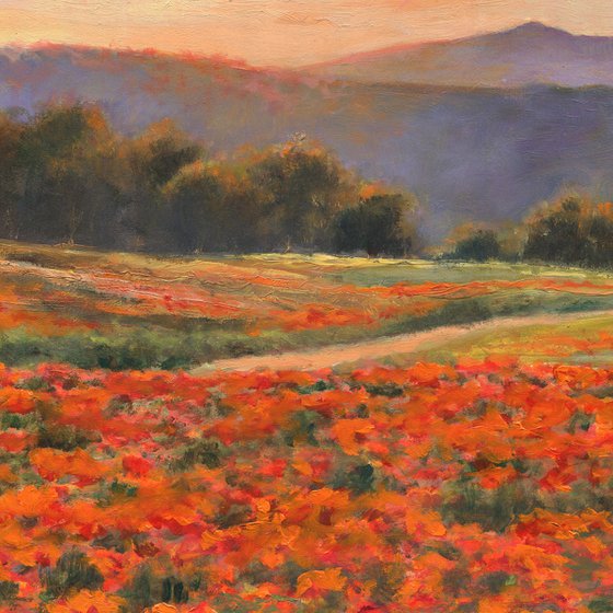 'Peaceful poppy field'