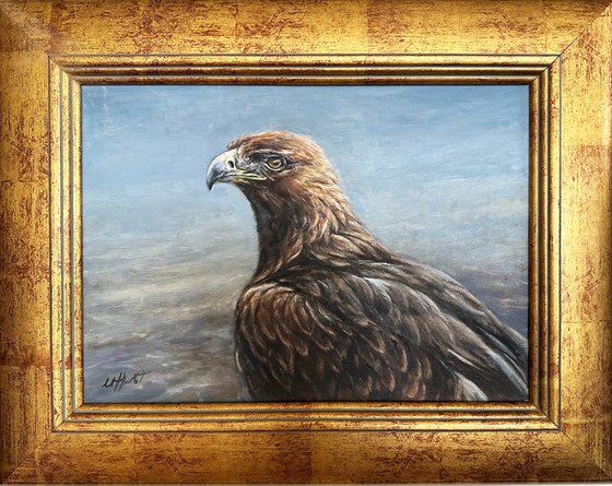 Golden Eagle, bird of prey