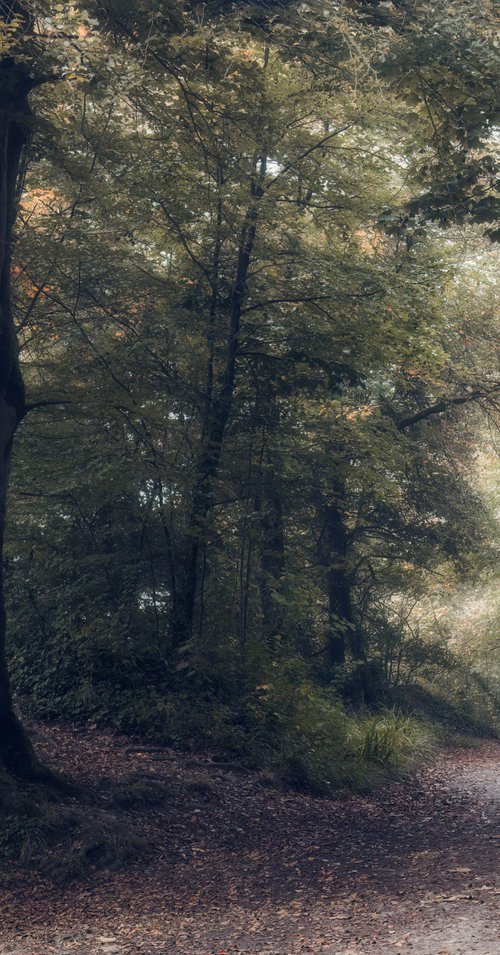 Woodland Walk by Paul Nash