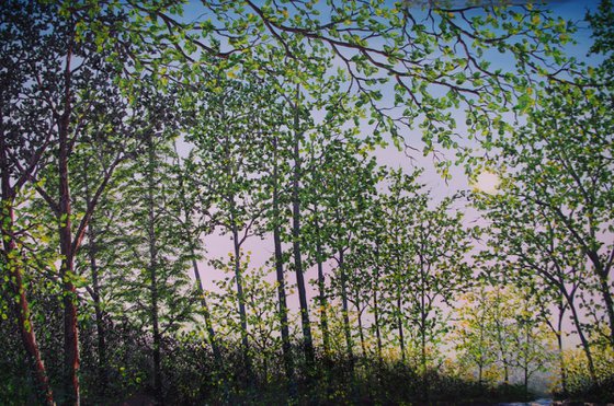 A Secret Forest river