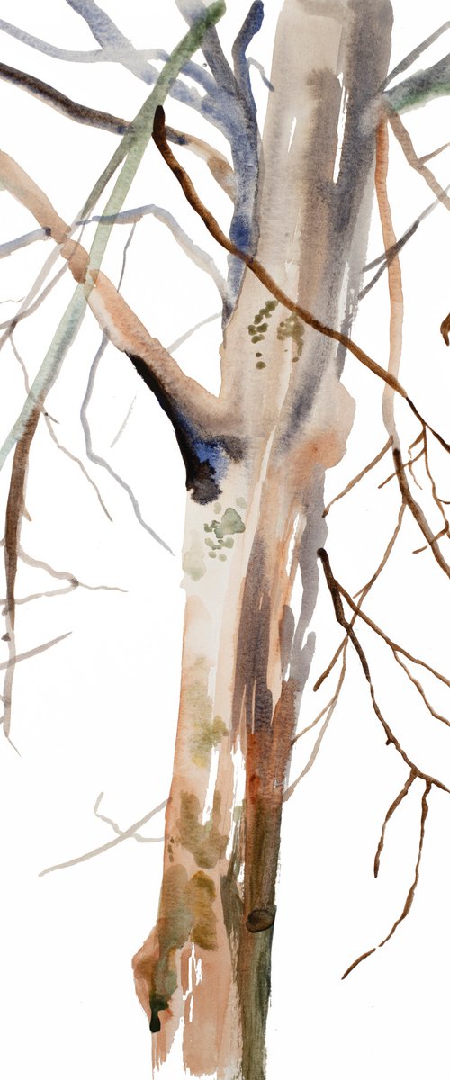 The Woods No. 118 by Elizabeth Becker