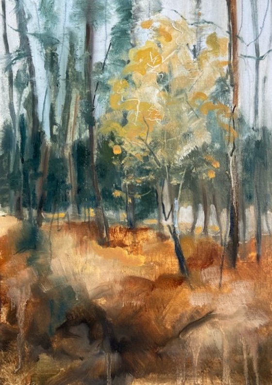 Silver birch in yellow leaf