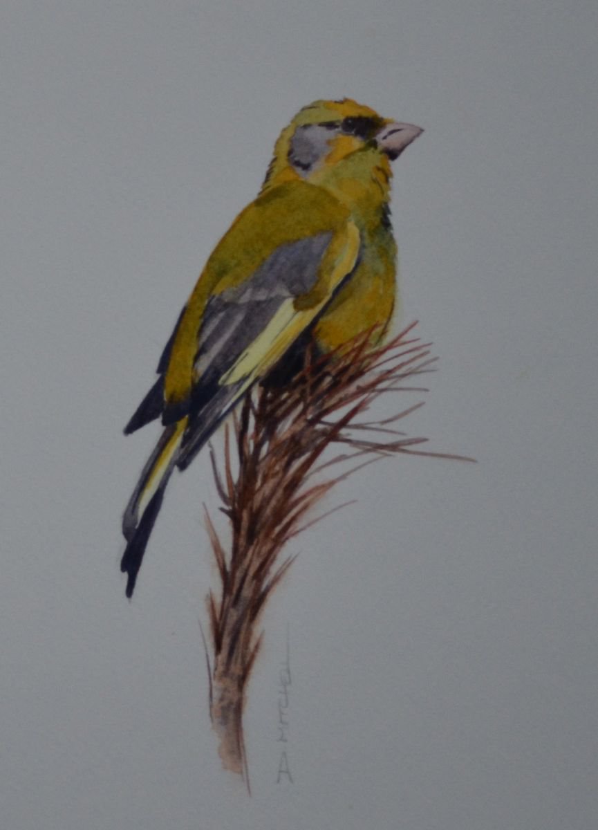 Greenfinch by Denise Mitchell