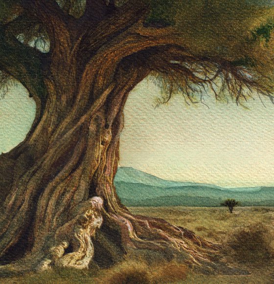 An olive tree in Greece