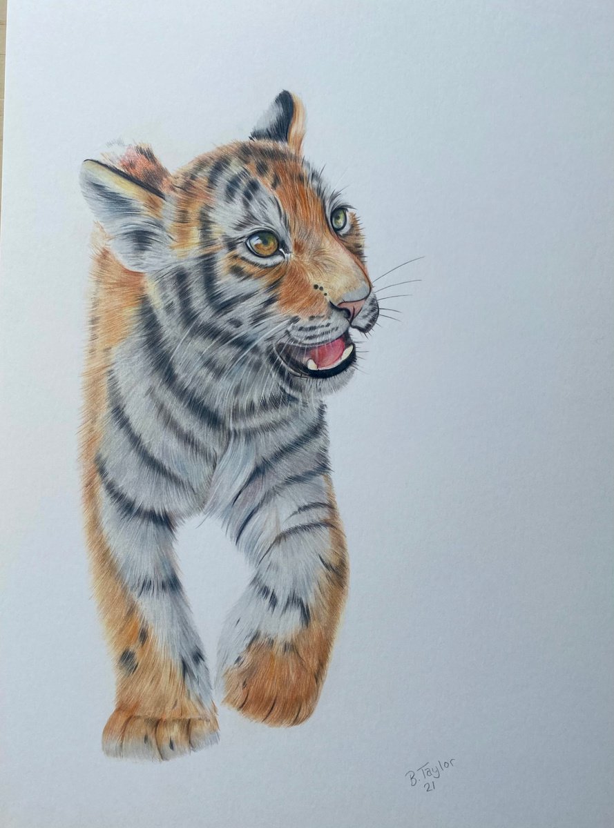 Tiger drawing by Bethany Taylor