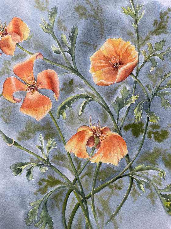 California poppies in vintage style, flowers