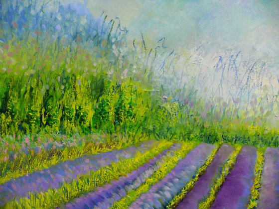 Lavender Fields