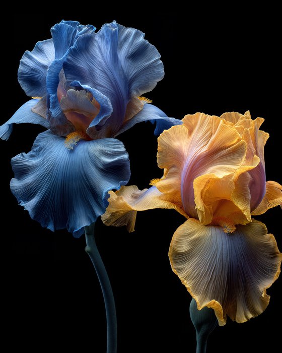 The Petal Dance 1