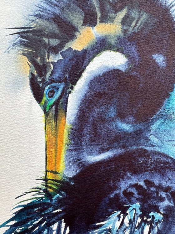 Anhinga
