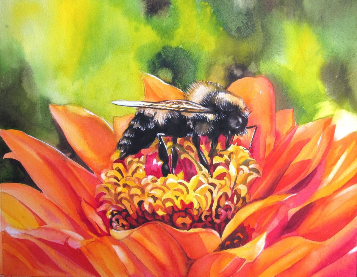 Bee with Zinnia by Alfred Ng