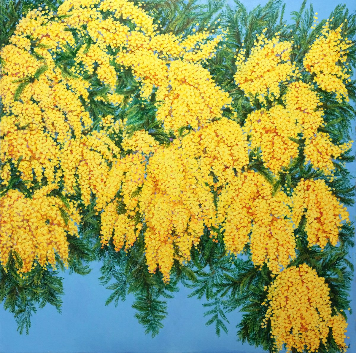 Impressionistic Botanical Oil Painting By Anastasia Woron, 39 X 39, Mimosas In Bloom, Original Artwork