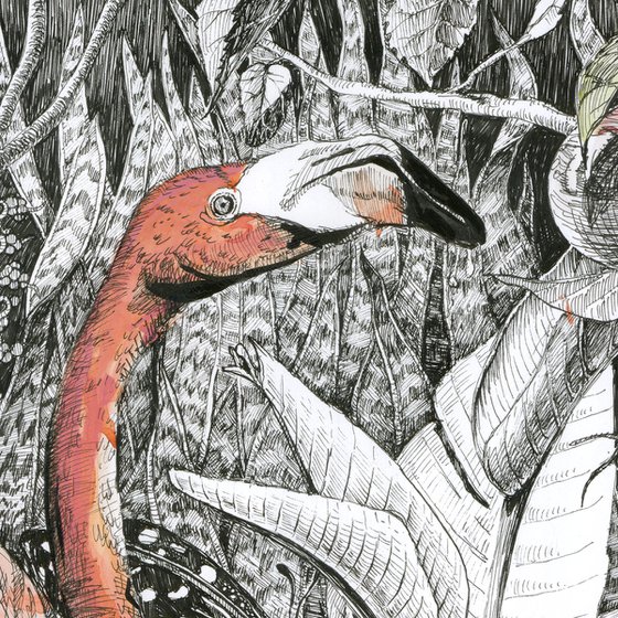 Flamingos