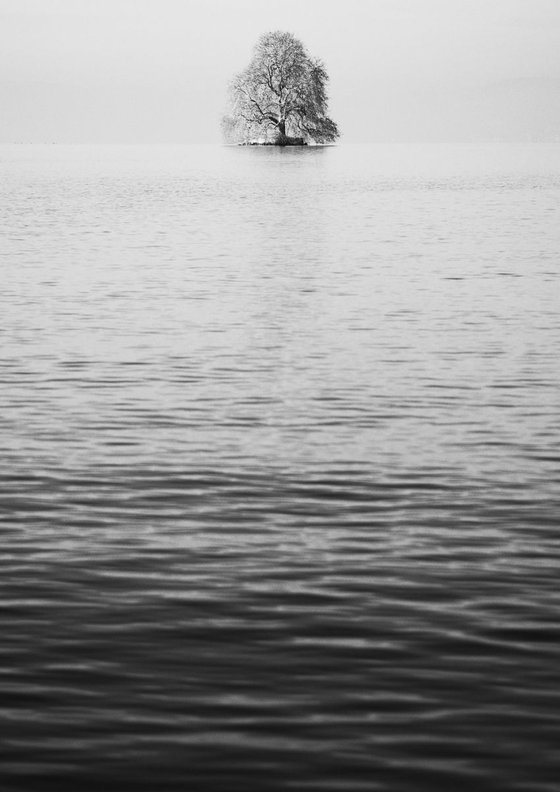 Tree in Lac Léman, Villeneuve, Switzerland, Study II [Framed; also available unframed]