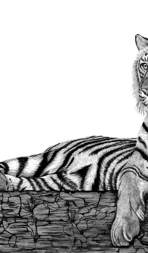 Resting Tiger II by Paul Stowe
