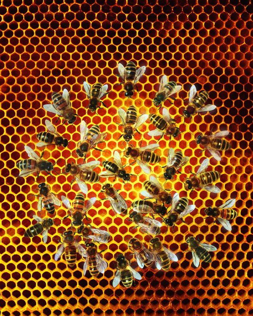 No Bees No Honey by Gandee Vasan