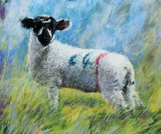 Holmfirth Lamb