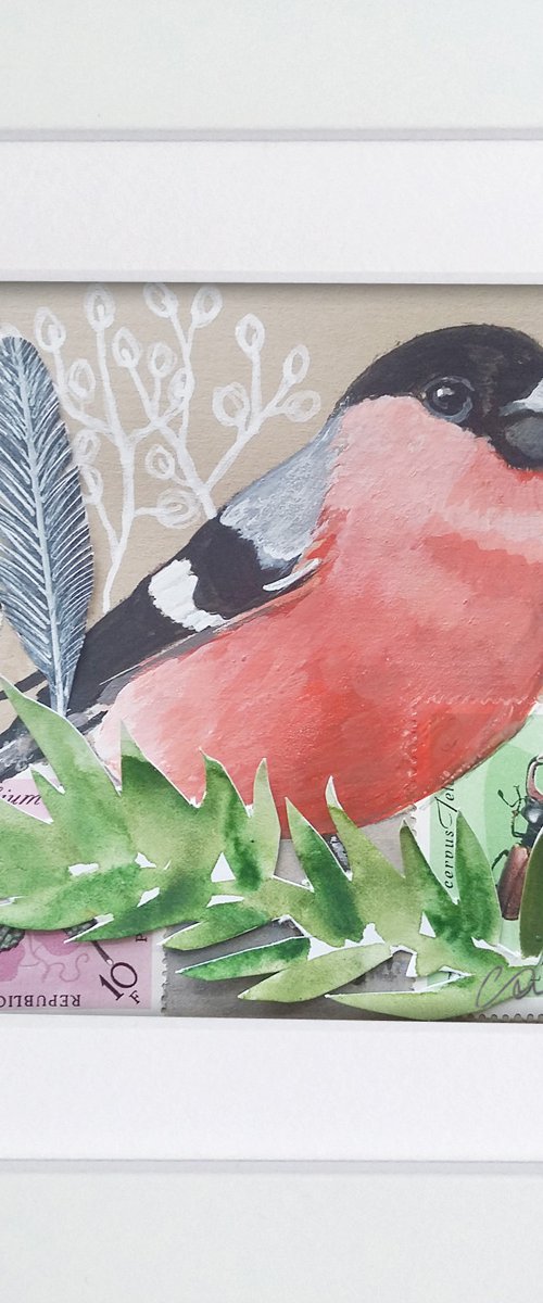 The Bullfinch feather  (framed and ready to hang) by Carolynne Coulson