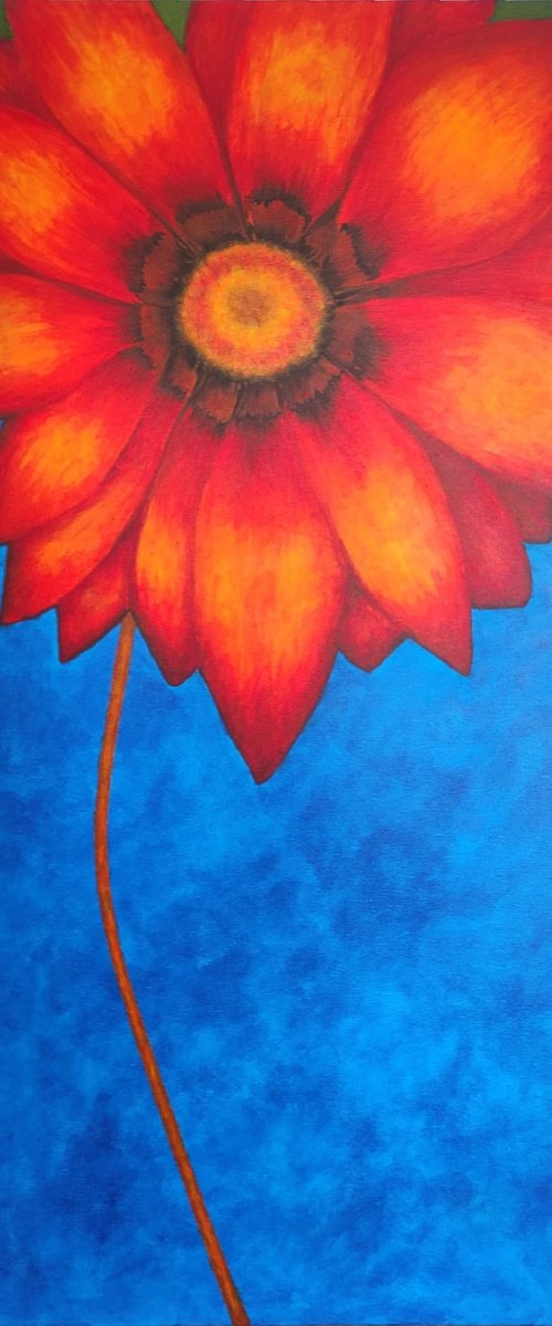 Orangen Gazania by Louisa Corr