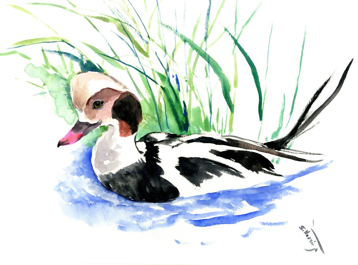Long-tailed duck, bird painting by Suren Nersisyan