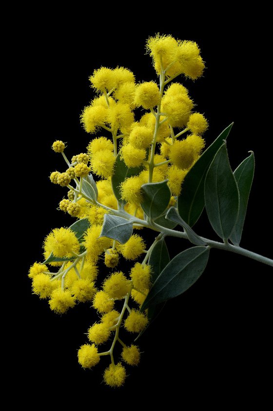 Pearl Acacia