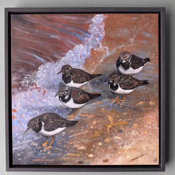 Shoreline Turnstones