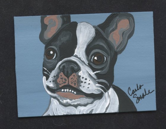 Boston Terrier