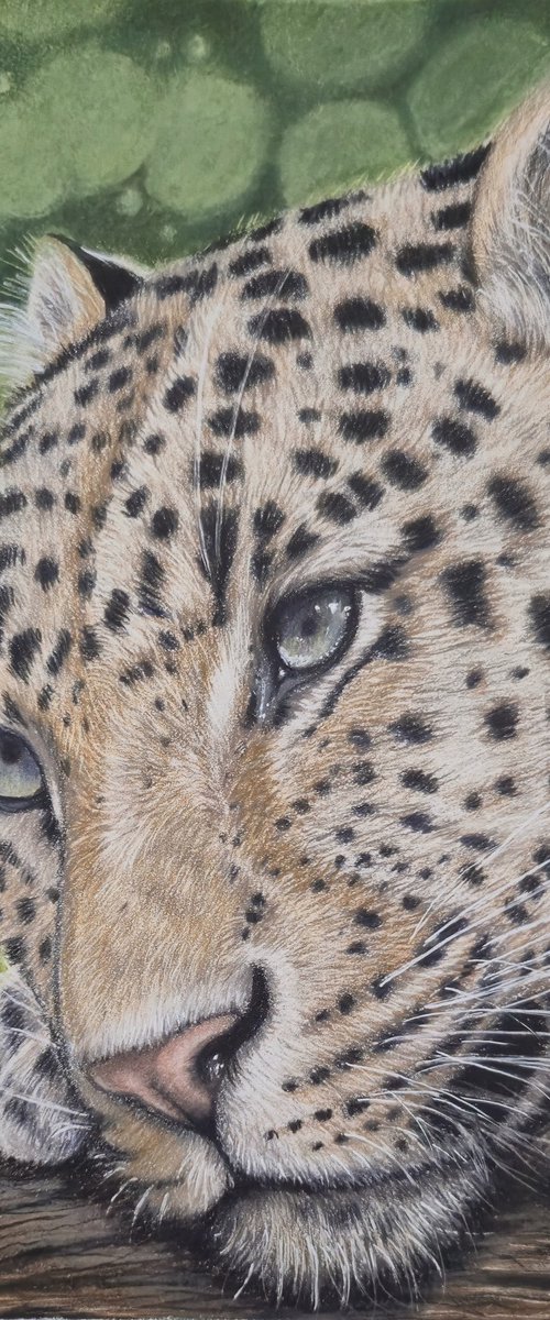 Leopard - Little big cats series no. 1 by Silvia Frei