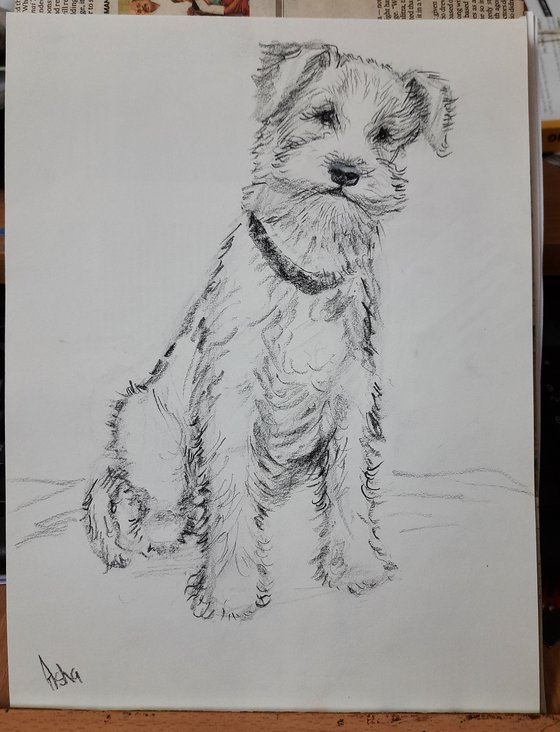 Wire fox Terrier Pet Dog