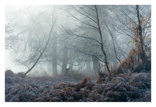 December Forest VI by David Baker