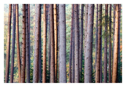 October Pines II by David Baker
